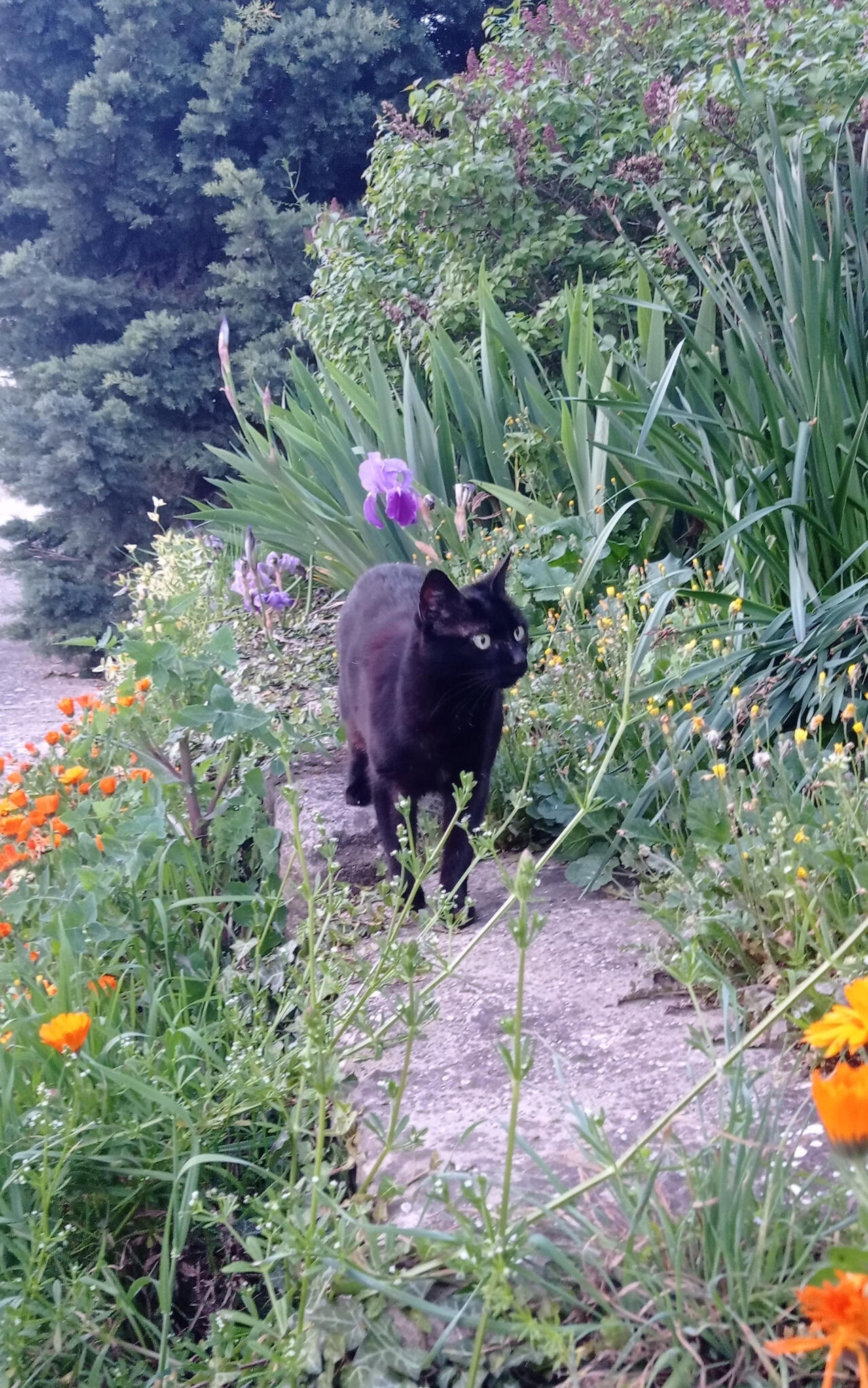Sherpa explorando la primavera (abril de 2025)