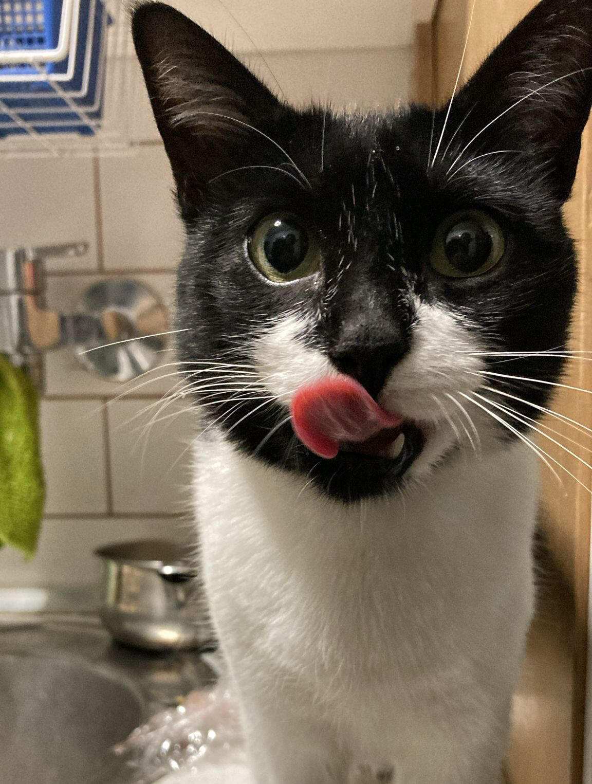 Acabo de llegar de comprar y Poppins lo sabe (septiembre de 2023)